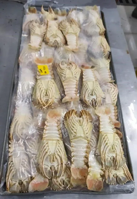 Frozen Slipper Lobster whole fresh