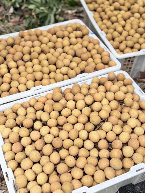 Fresh longan fruit