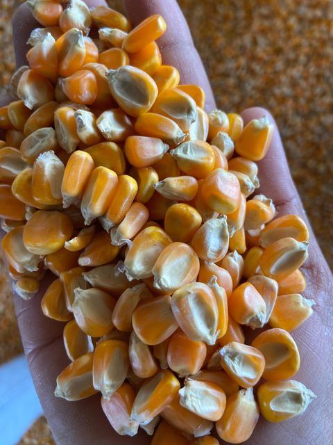 Maize Product Image