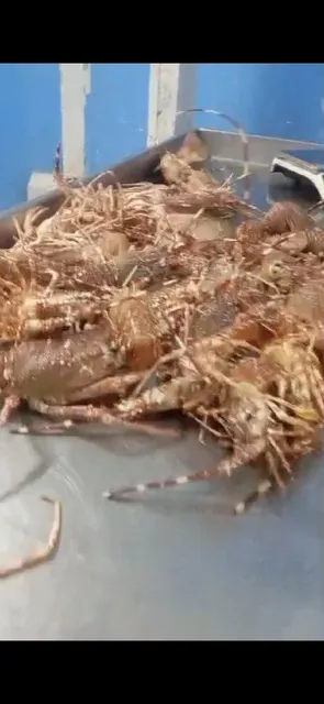 Pink Lobster Product