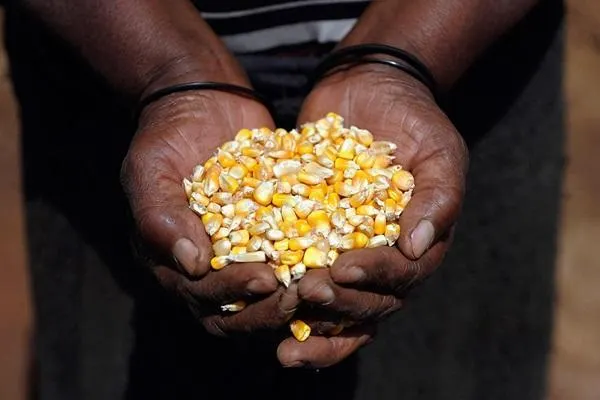 Corn cobs arranged in basket