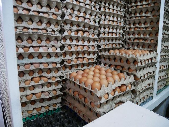 Premium Eggs Image 2