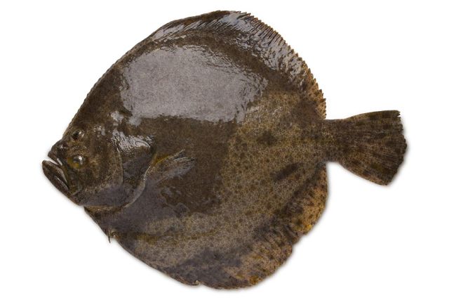 Fresh Fish Image 2
