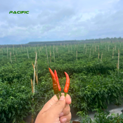 Red Chilli 4