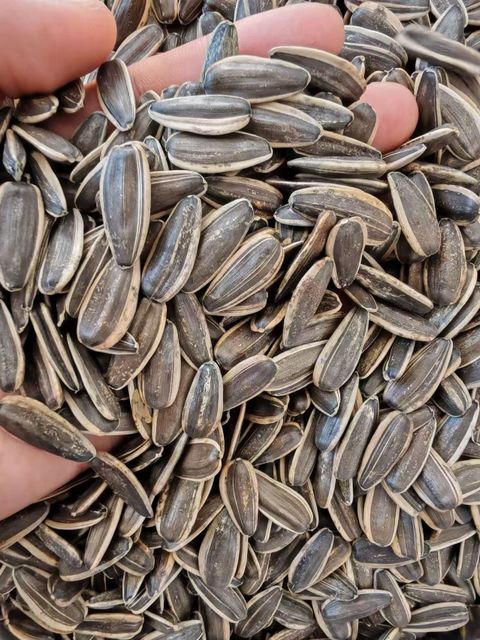 Sunflower Kernels
