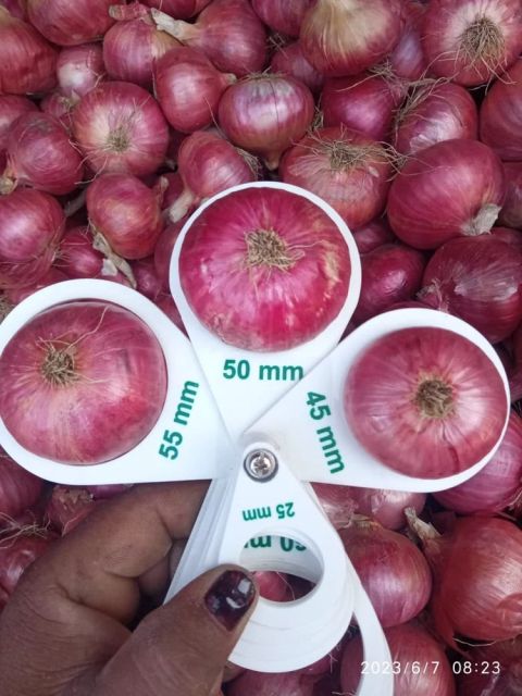 Fresh Onion