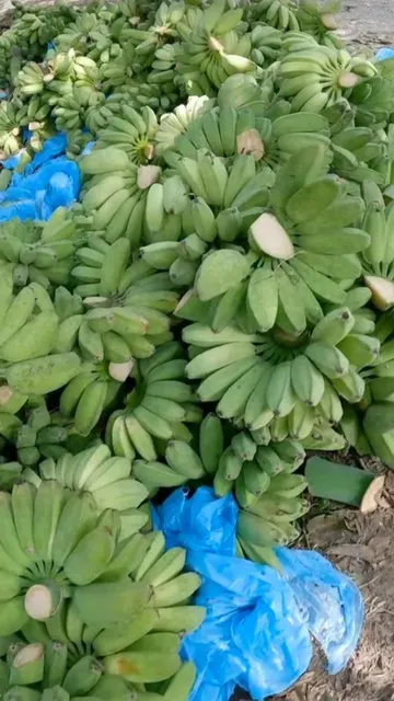Cardava Banana