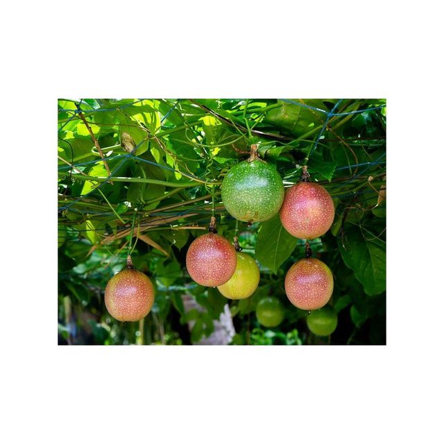 Fresh passion fruit