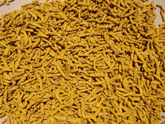 Turmeric Finger Image 1