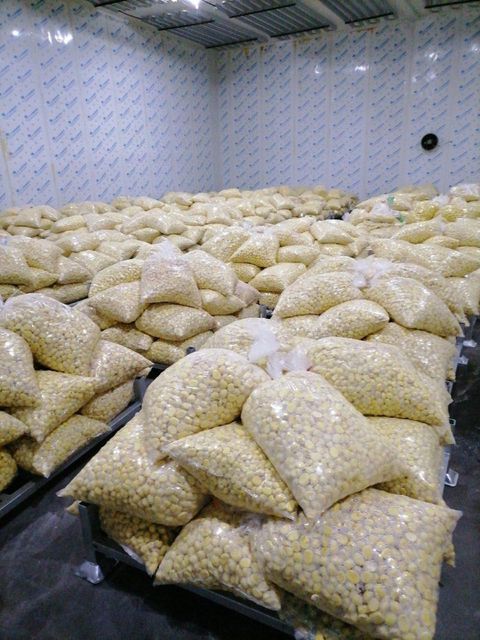 IQF Frozen Peeled Chestnut Kernels