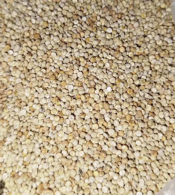 Raw unpeeled quinoa grains in bowl