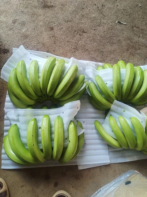 Vietnam Lowland Premium Bananas arranged for export