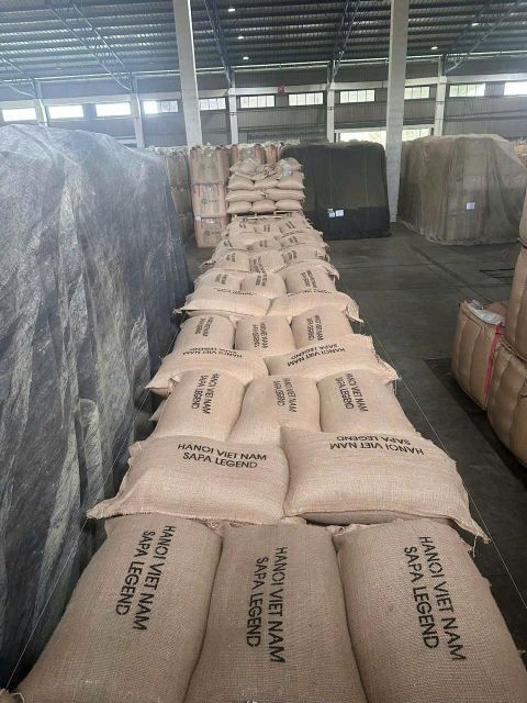 Freshly harvested Vietnamese Arabica coffee cherries
