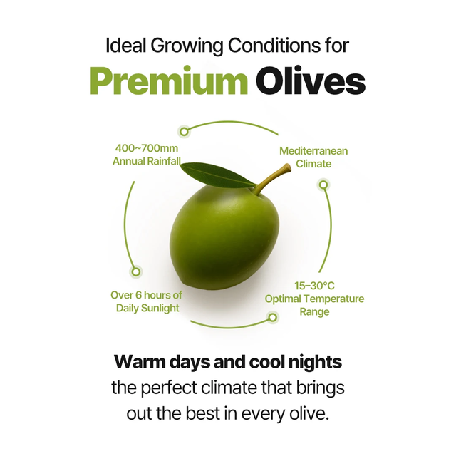 OliveQueen Organic Extra Virgin Olive Oil Bottle