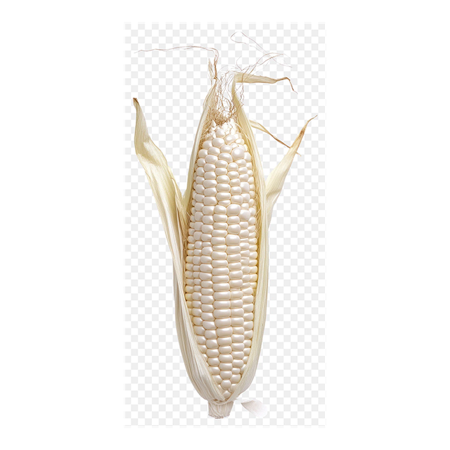 White Corn Export Ready