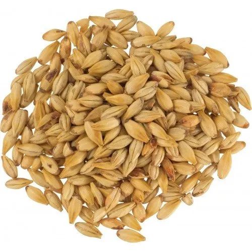 Premium Malted Barley 2