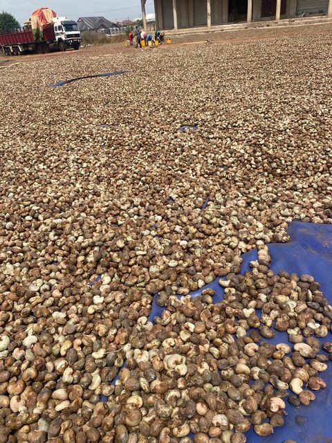 Raw Cashew Nuts Image 6