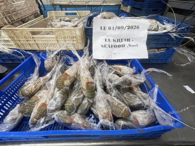 Lobster Tail Meat