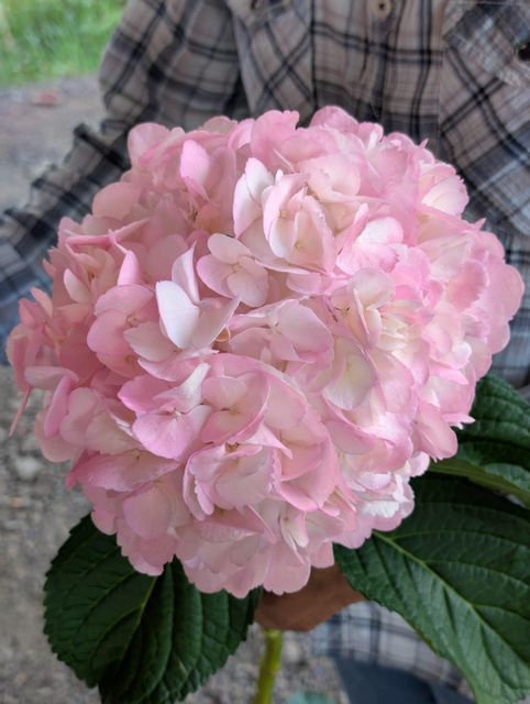 Hydrangea 4
