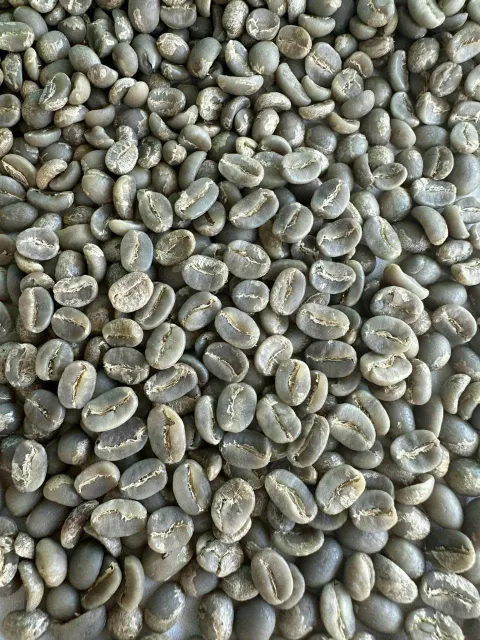 Processed Robusta coffee beans