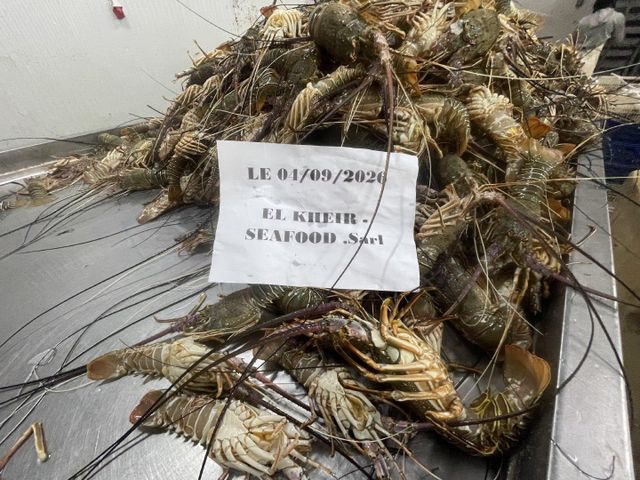 Fresh Lobster on Ice