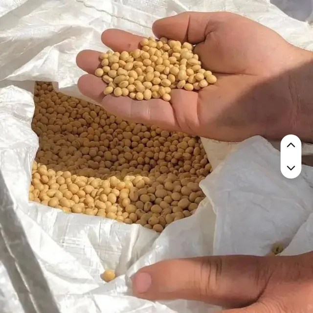 Close-up of Bulk Organic Dried Soybeans