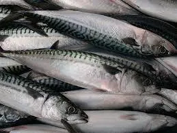 Mackerel Fish Fillet