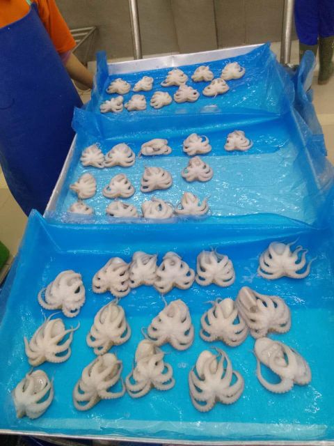 Frozen Baby Octopus Whole Clean