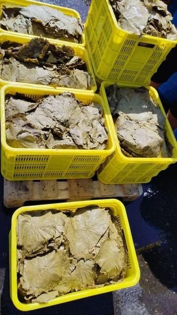 Виноградные листья в естественной среде