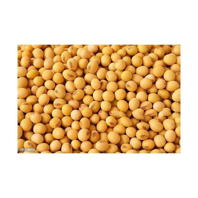 Fresh Non-GMO Soybean