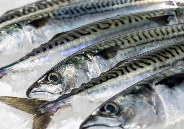 Frozen Pacific Mackerel WR Fish Food - Storage