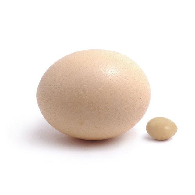 Ostrich Egg