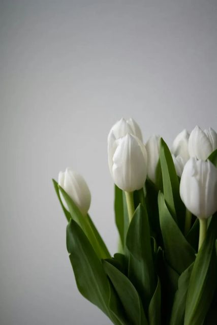 White Single Tulip