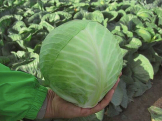 Fresh Cabbage