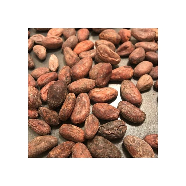 Cocoa Beans Image 2