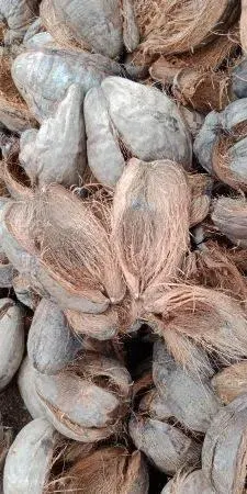Processed Coconut Shell Pieces
