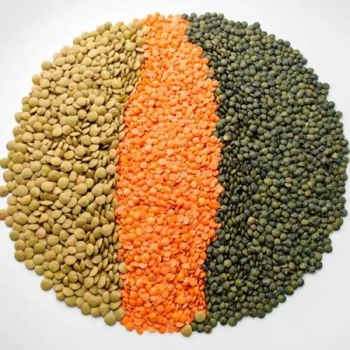 Green Lentils Image 4