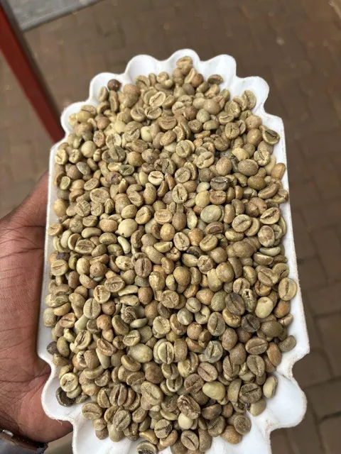 Robusta Green Coffee Beans Image 2