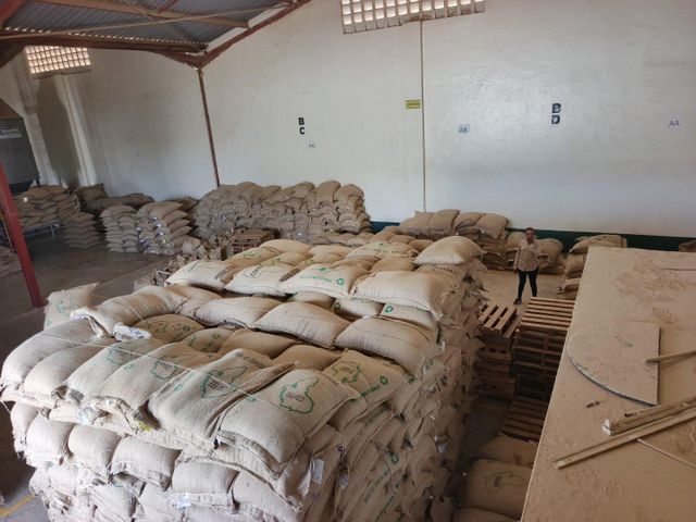 Kenya Arabica Green Coffee Bean