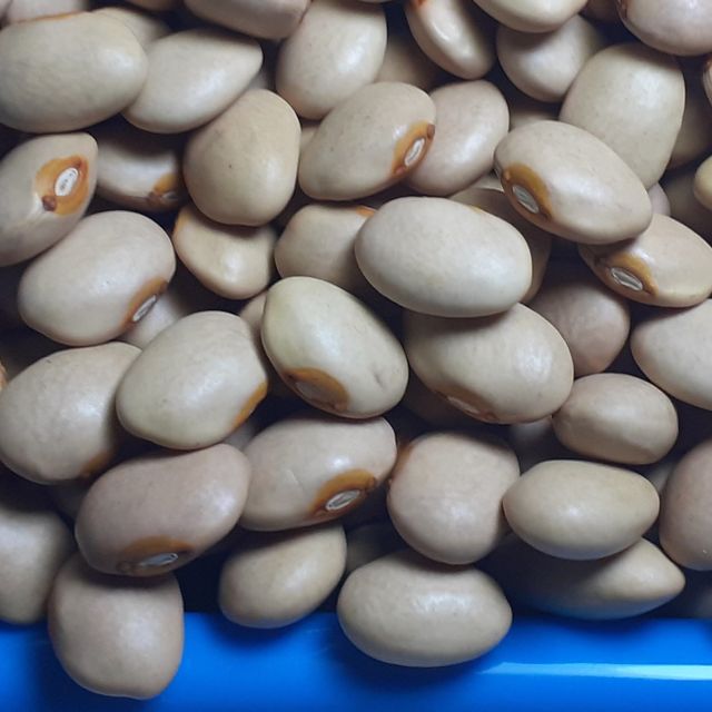 Ethiopian Red Kidney Beans - High Quality