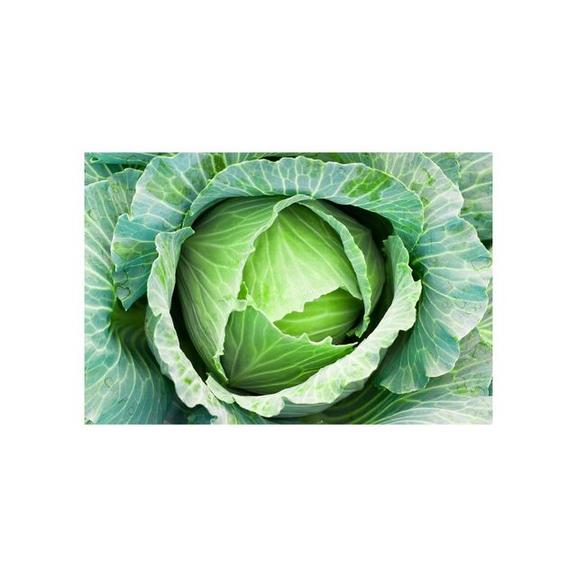Fresh Cabbage Image 2