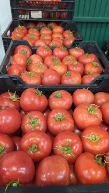 Fresh Tomatoes
