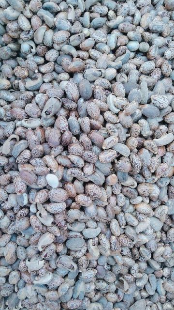 High-Quality Castor Seeds