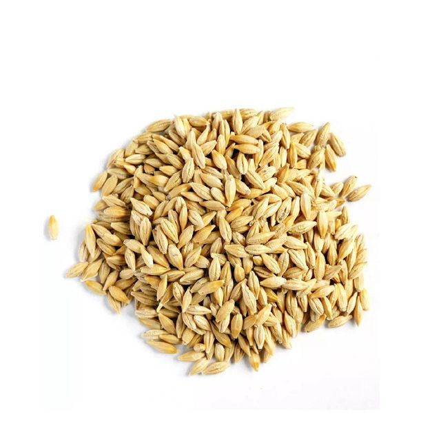 Barley Grain