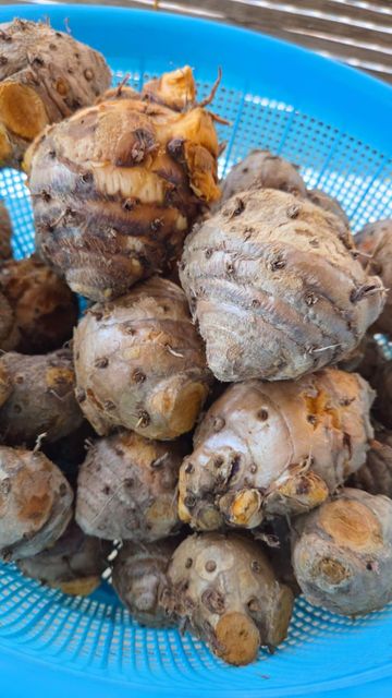 Javanese Turmeric Root