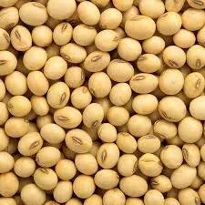 Soya Beans Image 2