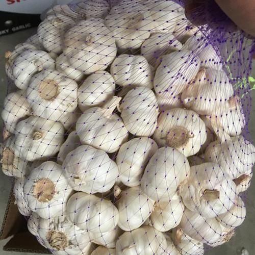 Garlic Image 3