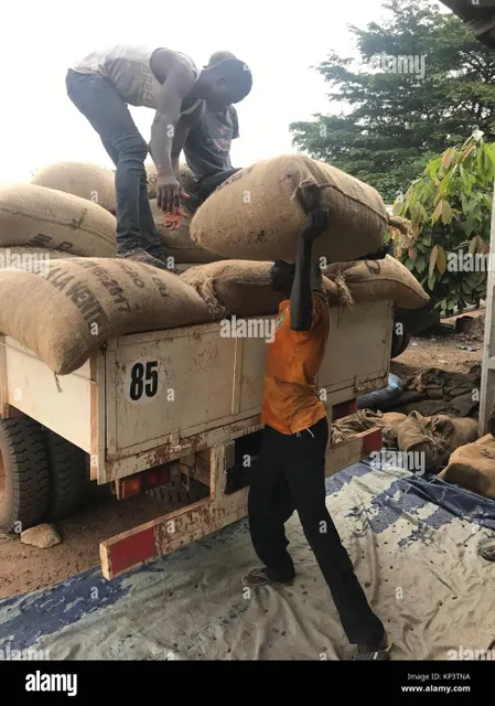 Quality Raw Cocoa Beans