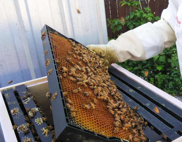 Honey Product Image 1