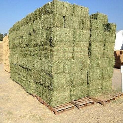 Alfalfa Hay 4